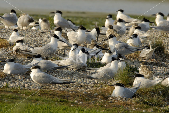 Grote Stern (Sterna sandvicensis)