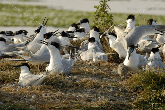 Grote Stern (Sterna sandvicensis)