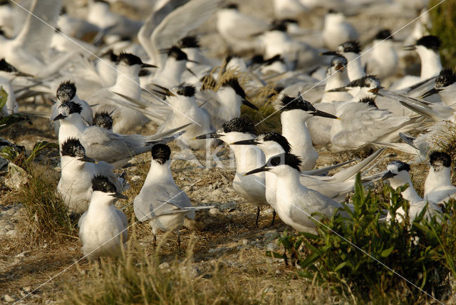 Grote Stern (Sterna sandvicensis)