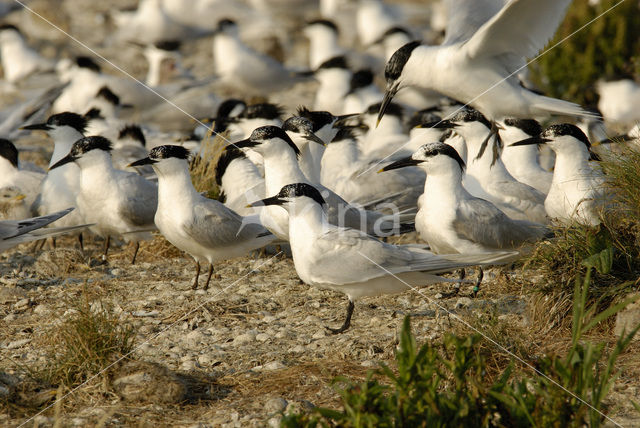 Sandwich Tern (Sterna sandvicensis)