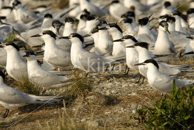 Sandwich Tern (Sterna sandvicensis)