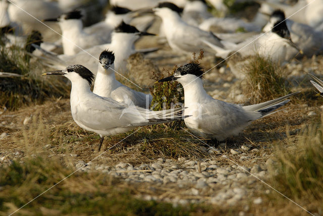 Grote Stern (Sterna sandvicensis)