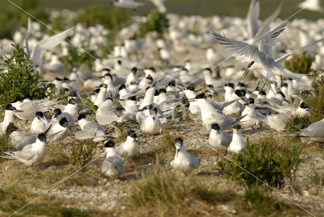 Grote Stern (Sterna sandvicensis)