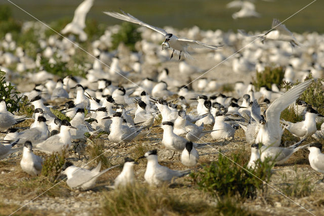 Grote Stern (Sterna sandvicensis)