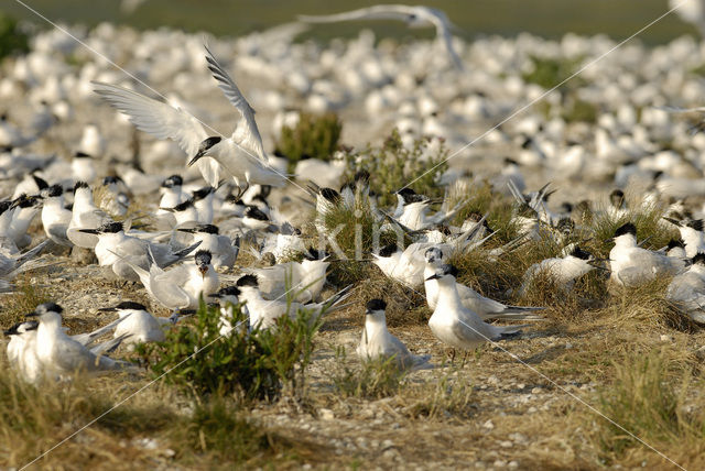 Sandwich Tern (Sterna sandvicensis)