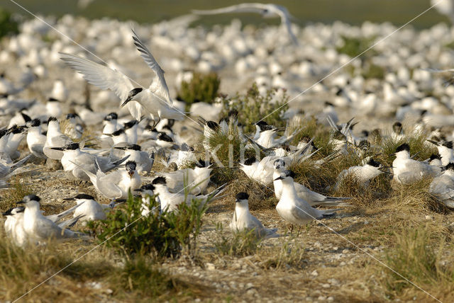 Grote Stern (Sterna sandvicensis)