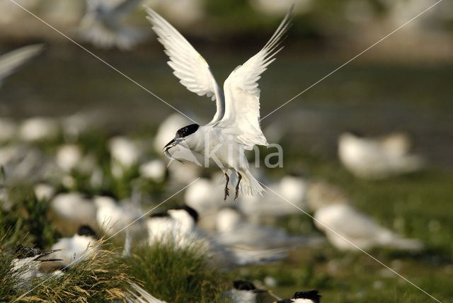 Grote Stern (Sterna sandvicensis)