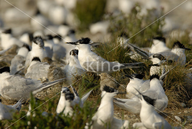 Grote Stern (Sterna sandvicensis)