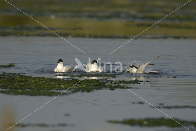 Sandwich Tern (Sterna sandvicensis)
