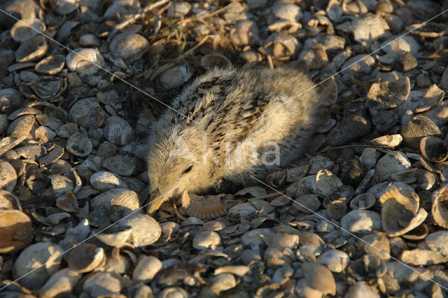 Grote Stern (Sterna sandvicensis)