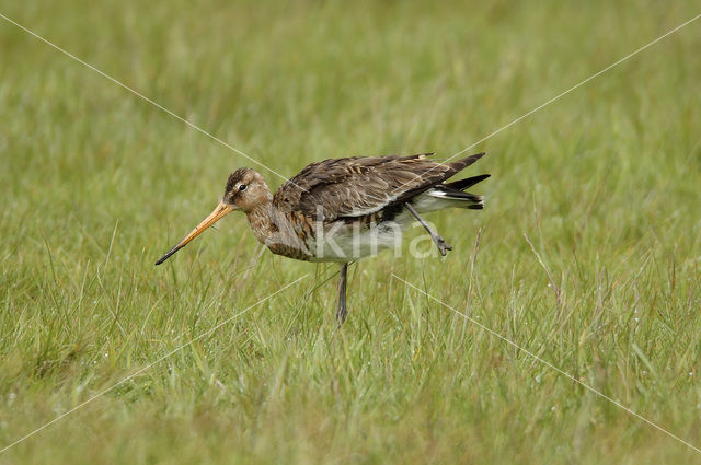 Black-tailed Godwit (Limosa limosa)