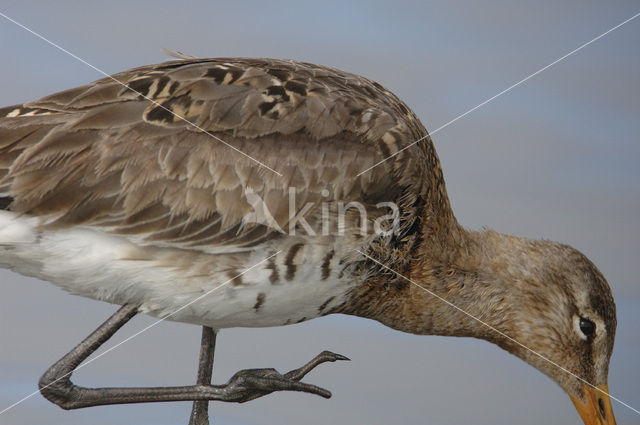 Black-tailed Godwit (Limosa limosa)