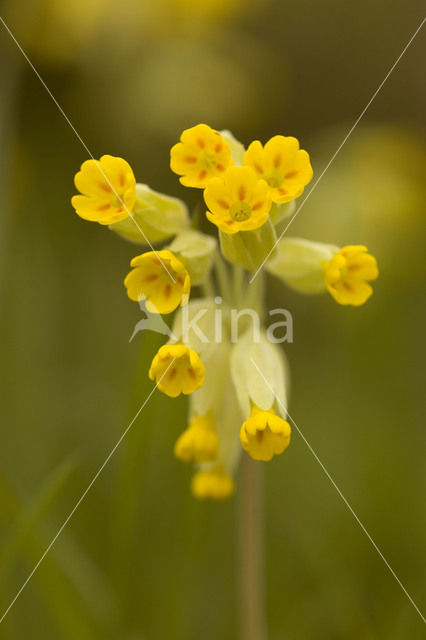 Gulden sleutelbloem (Primula veris)