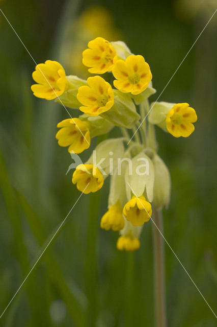 Gulden sleutelbloem (Primula veris)