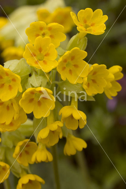 Gulden sleutelbloem (Primula veris)