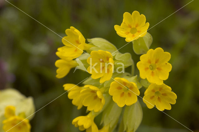 Gulden sleutelbloem (Primula veris)