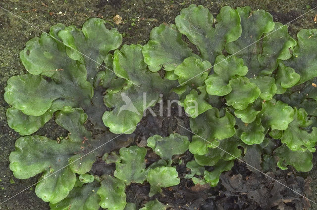 Crescent-cup Liverwort (Lunularia cruciata)