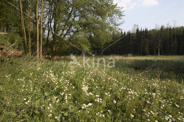 Harderbos