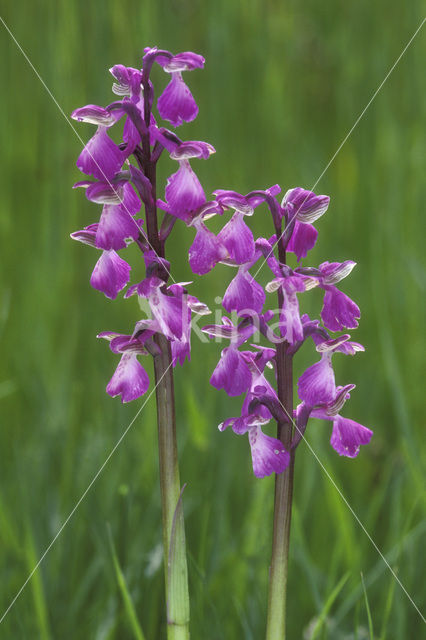 Green-winged Orchid (Anacamptis morio