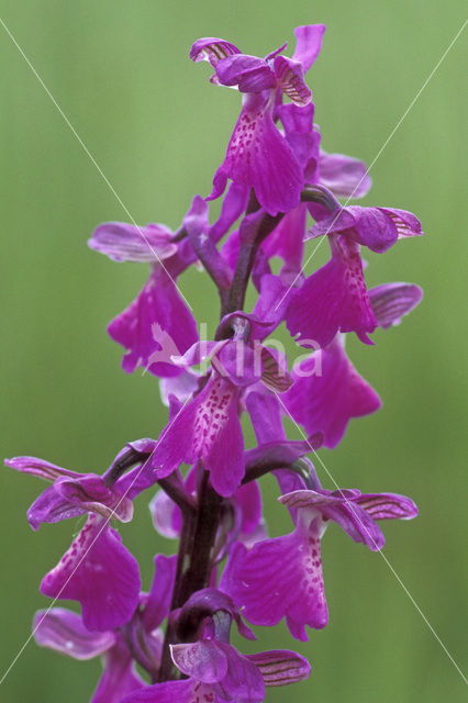 Green-winged Orchid (Anacamptis morio