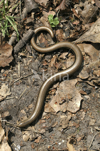 Hazelworm (Anguis fragilis)