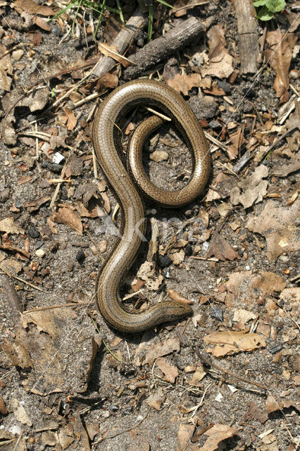 Hazelworm (Anguis fragilis)