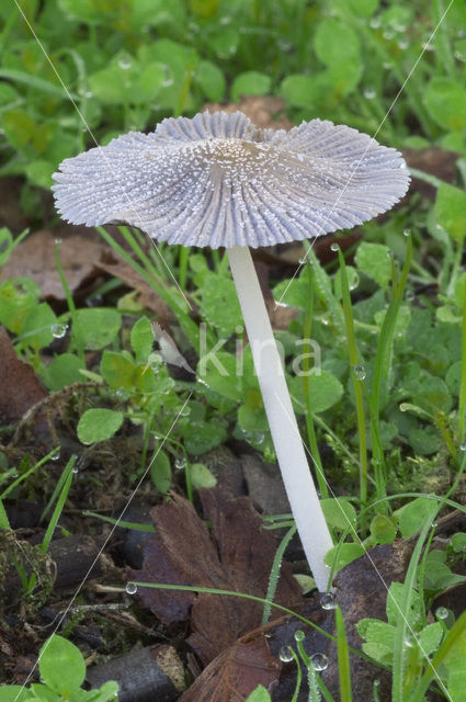 Hazenpootje (Coprinus lagopus)