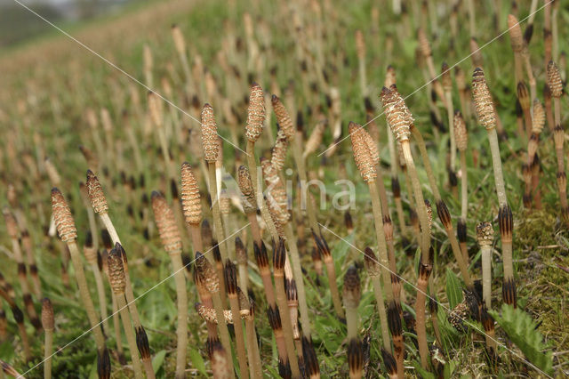 Field Horsetail (Equisetum arvense)