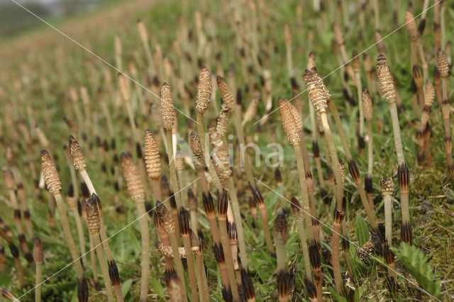 Heermoes (Equisetum arvense)