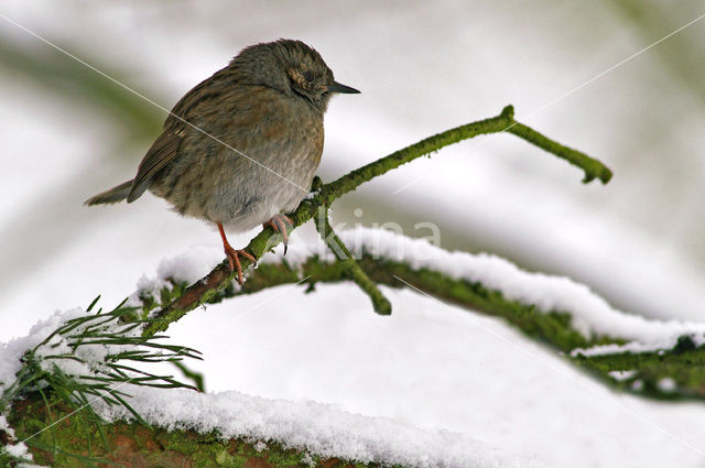 Dunnock