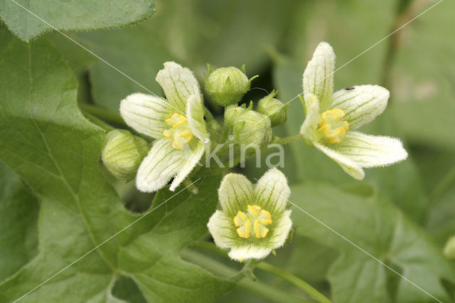 White Bryony (Bryonia dioica)