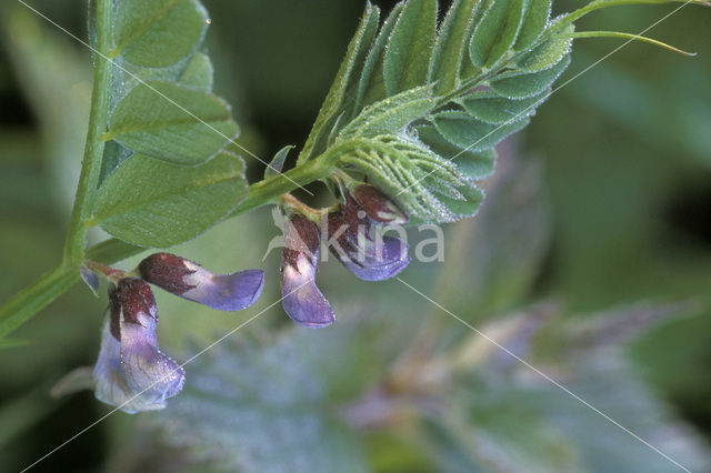 Heggewikke (Vicia sepium)