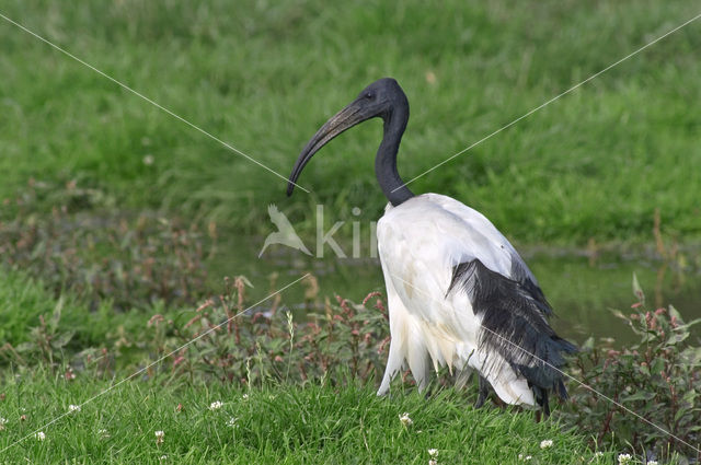 Sacred Ibis (Threskiornis aethiopicus)