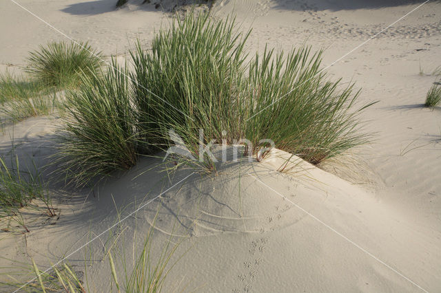 Marram (Ammophila arenaria)