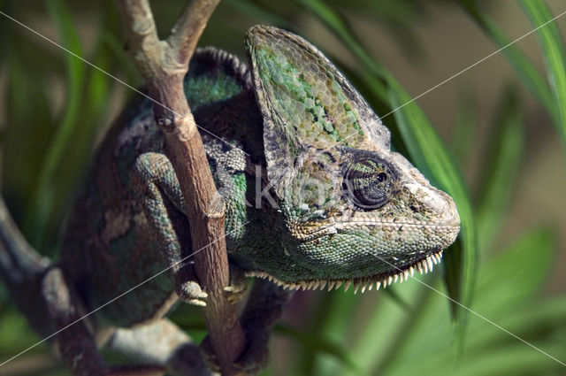 Von Hoehnel’s chameleon (Chamaeleo hoehnelii)