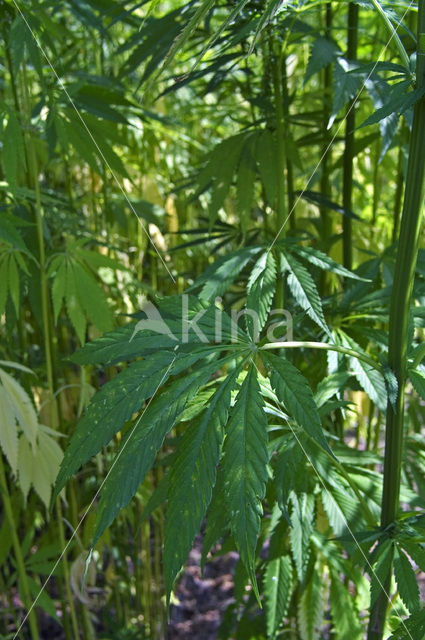 Hennep (Cannabis sativa)