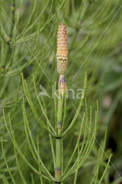 Waterhorsetail (Equisetum fluviatile)