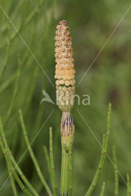 Waterhorsetail (Equisetum fluviatile)