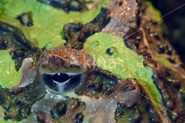 Argentine horned frog (Ceratophrys ornata)