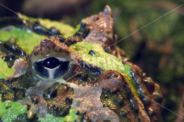 Argentine horned frog (Ceratophrys ornata)
