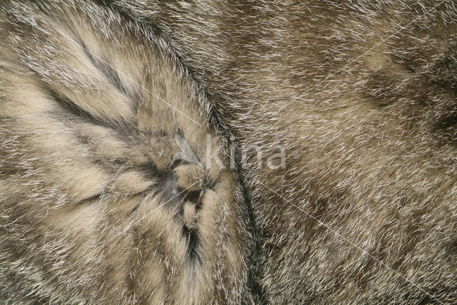 Domestic Cat (Felis domesticus