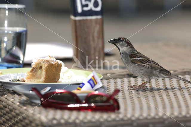 Huismus (Passer domesticus)