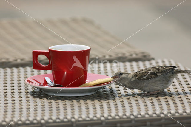 House Sparrow (Passer domesticus)
