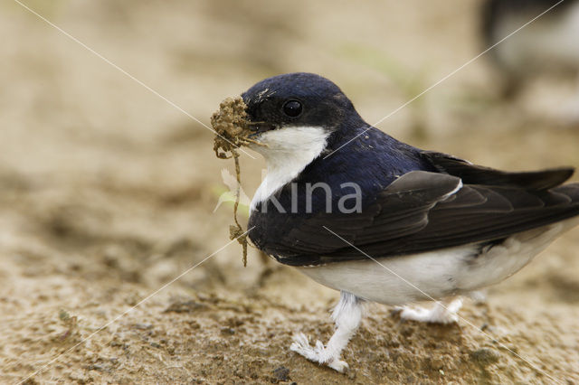 Common House-Martin (Delichon urbicum)