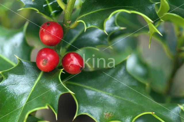 Hulst (Ilex aquifolium)