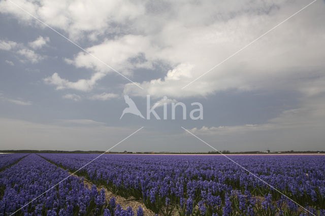 Dutch Hyacinth (Hyacinthus orientalis)