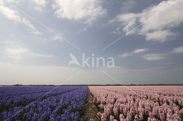 Dutch Hyacinth (Hyacinthus orientalis)