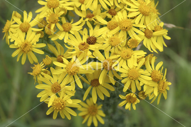 Common Ragwort (Jacobaea vulgaris)