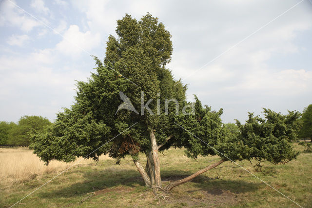 common juniper (Juniperus communis)