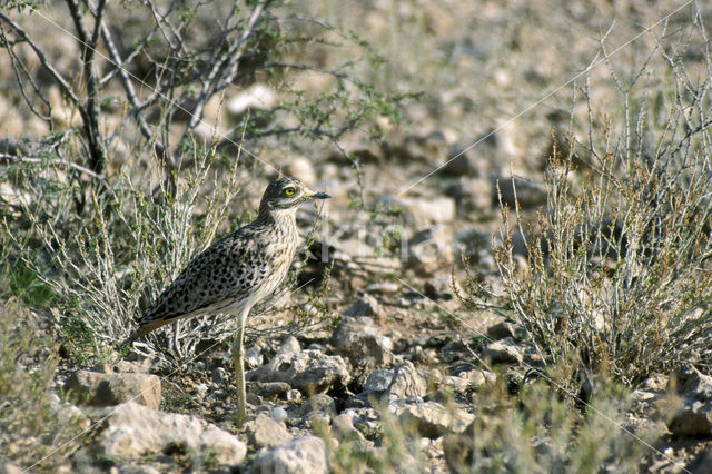 Spotted Thick-knee (Burhinus capensis)